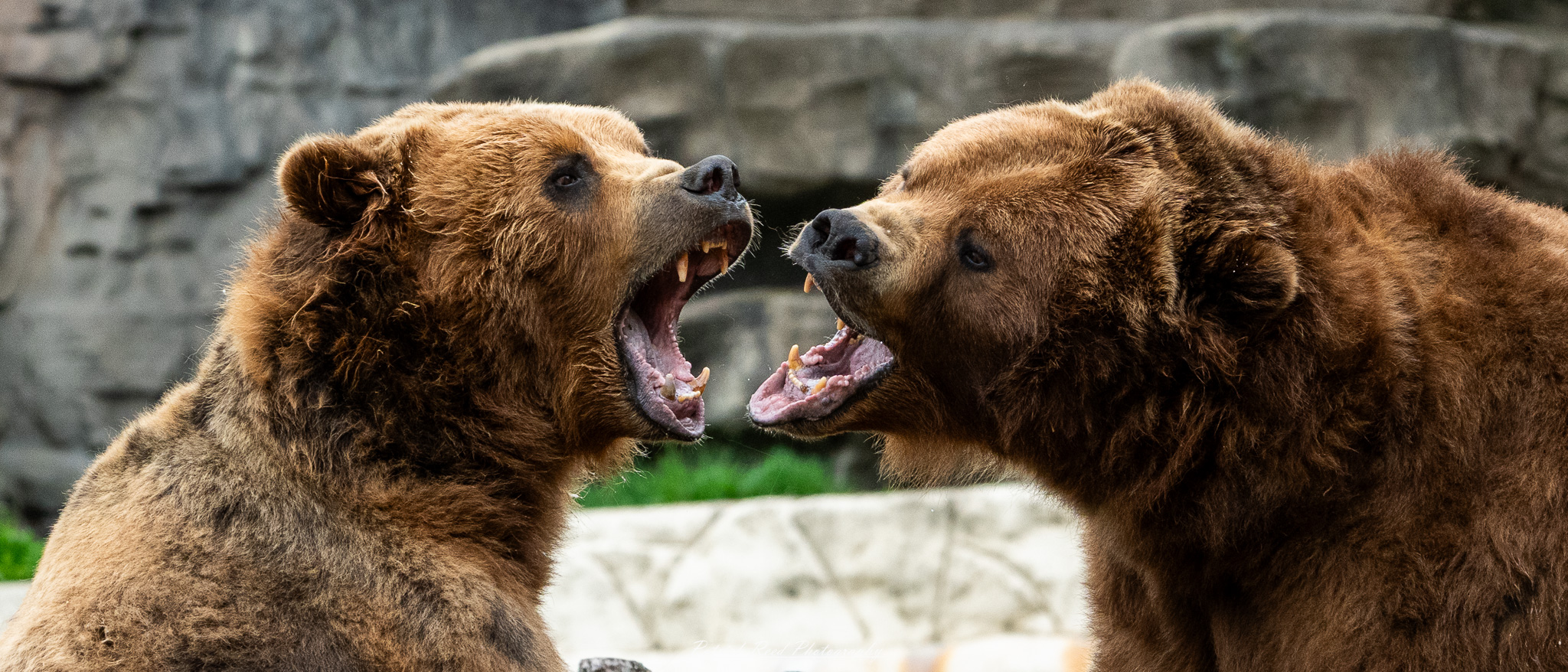 Two grizzly bears play-fighting in naturalistic enclosure at the Detroit Zoo